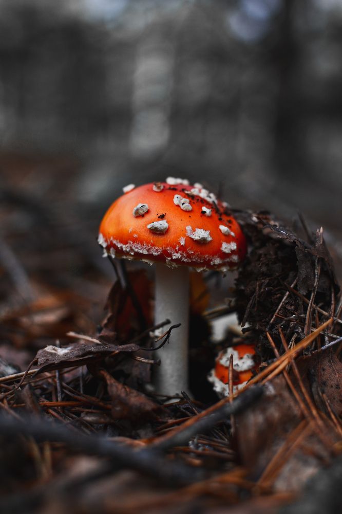 Photograph by María Gromiko