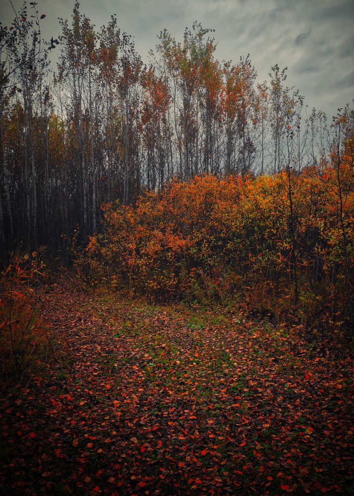 Photograph by Дмитрий Гребнев