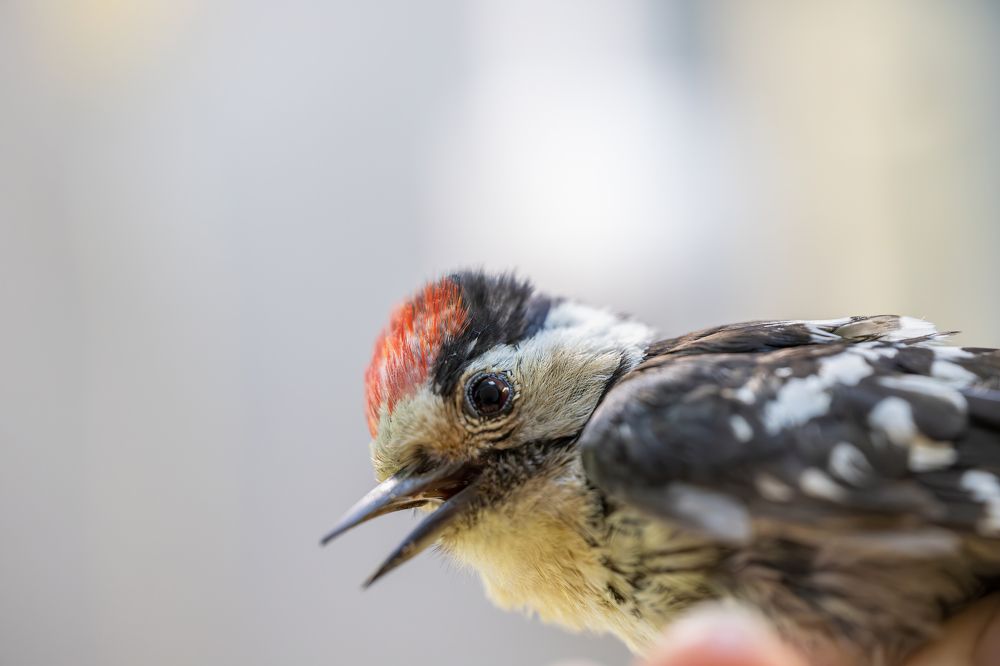 Фотография автора Alexander Pakhomov