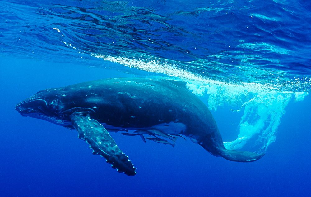 Фотография автора KOBAYASHI KIMIO