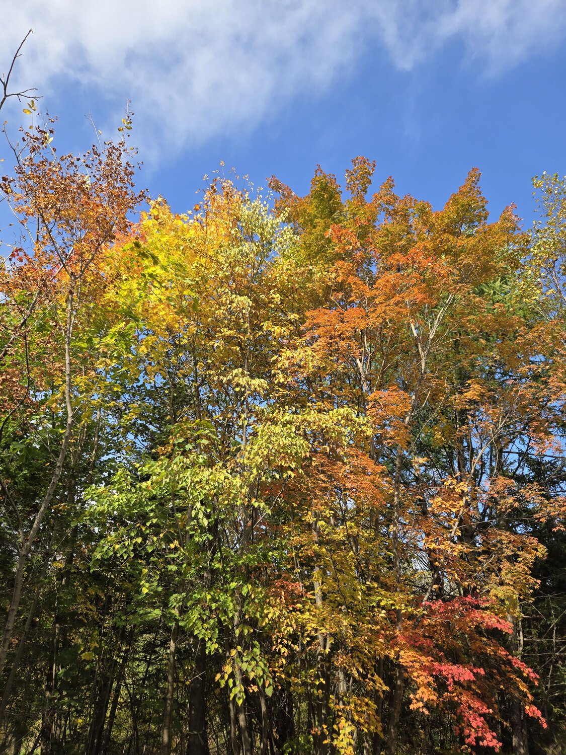 Photo #11168260