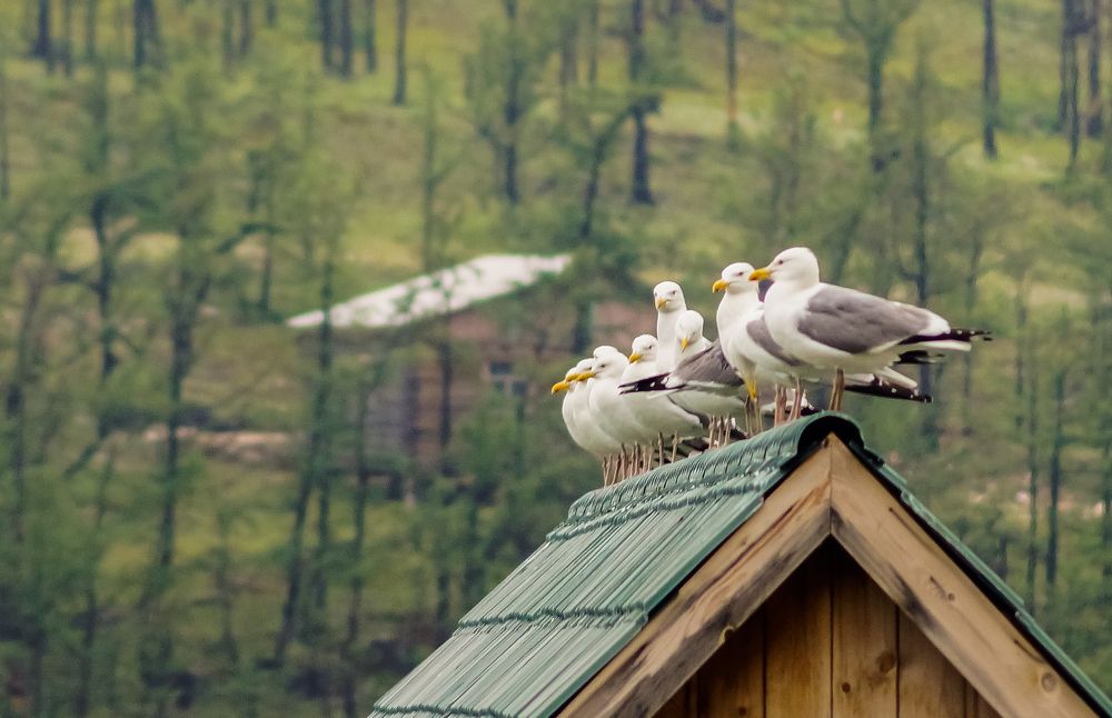 Photograph by Виктор Сёмушкин