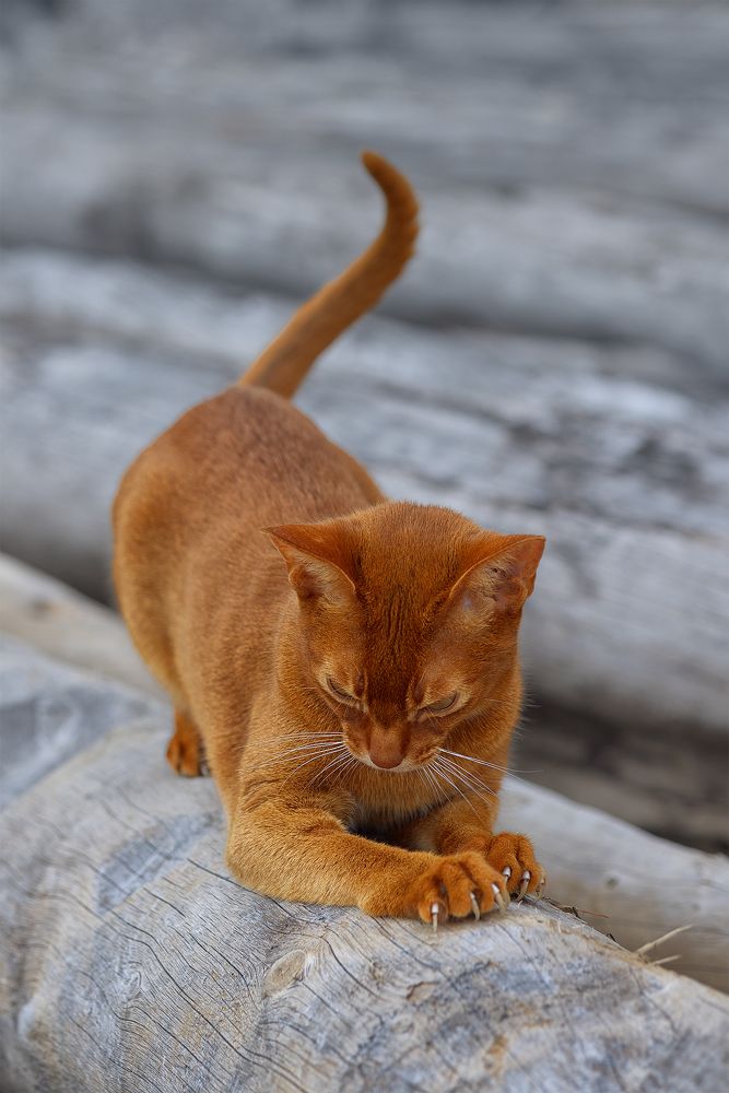 Photograph by Михайлова Елена