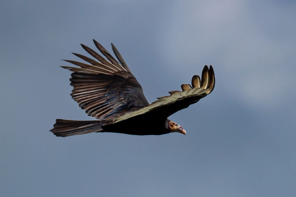 Андский кондор