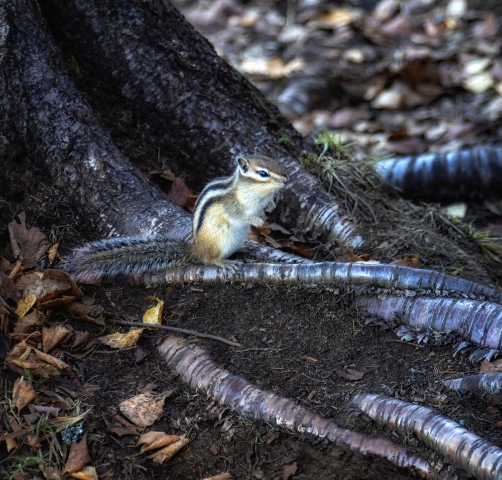 Photograph by Глухарёва Ольга