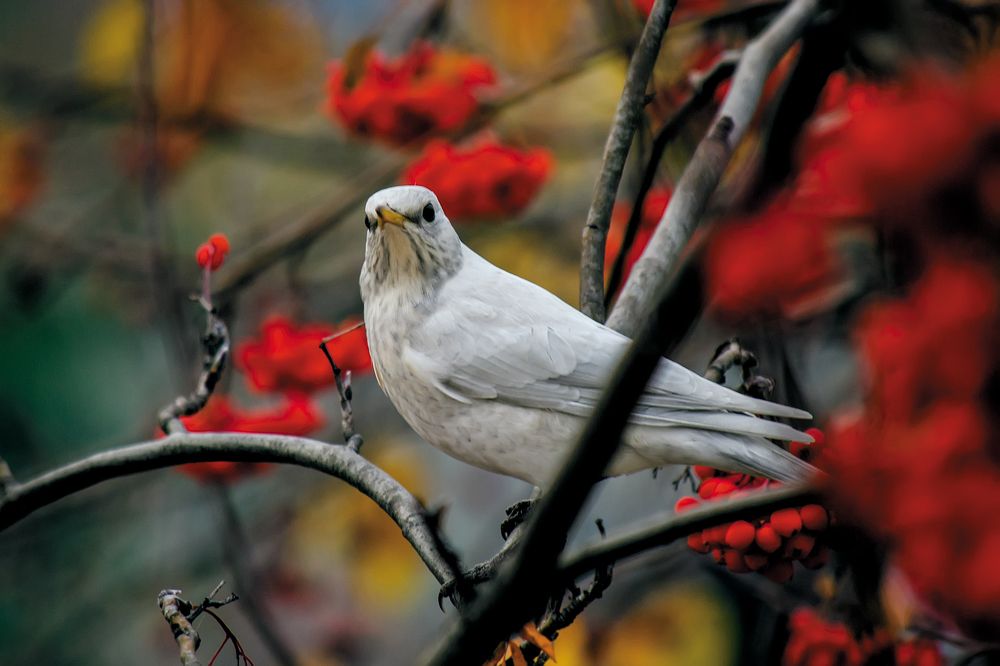 Photograph by Сергей Немчинов