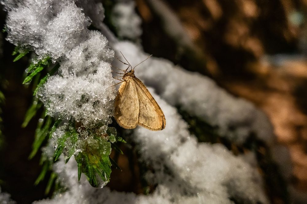 Photograph by Сергей Пестерев