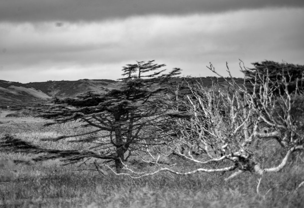 Как могу так и выжил