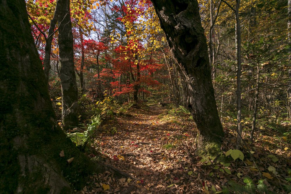 Photograph by ALEKSANDR KUZNETSOV
