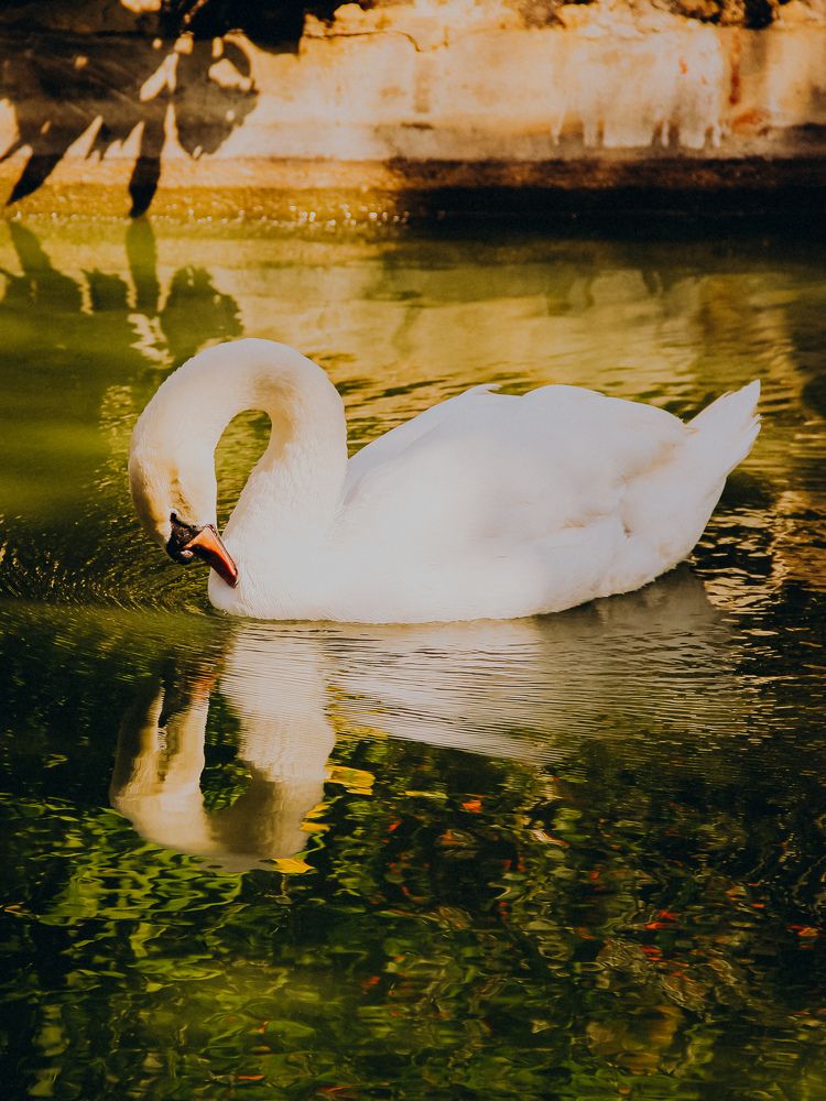 Фотография автора Алиса Исаева