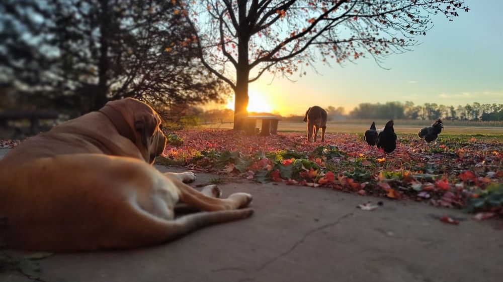 Photo #11168818
