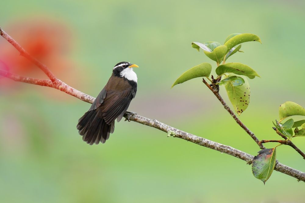 Indian schimitar babler