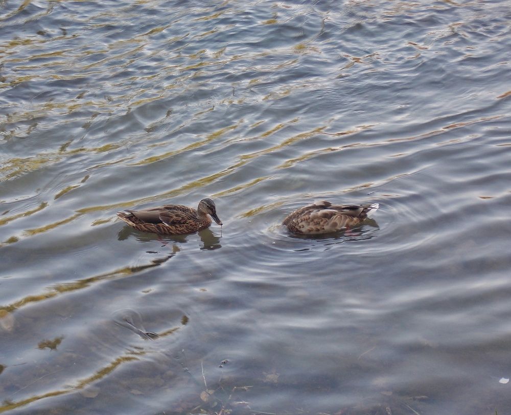 Photograph by Dragoslav M