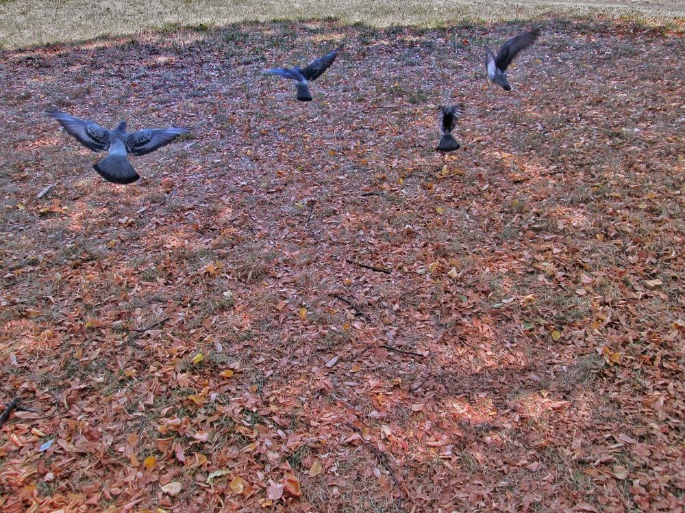 Photograph by Dragoslav M