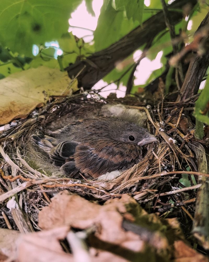 Photograph by Ольга Мажарук