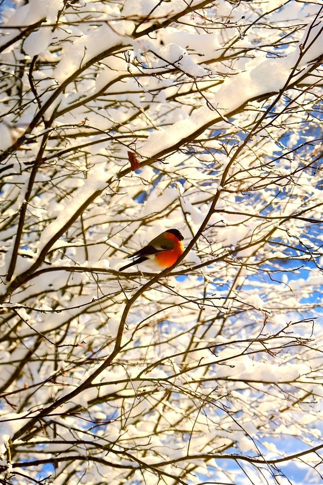 Photograph by Надежда Кангина