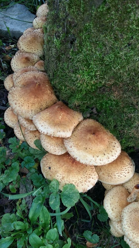 Mushroom Pholiota squarrosa - Soomusmampel