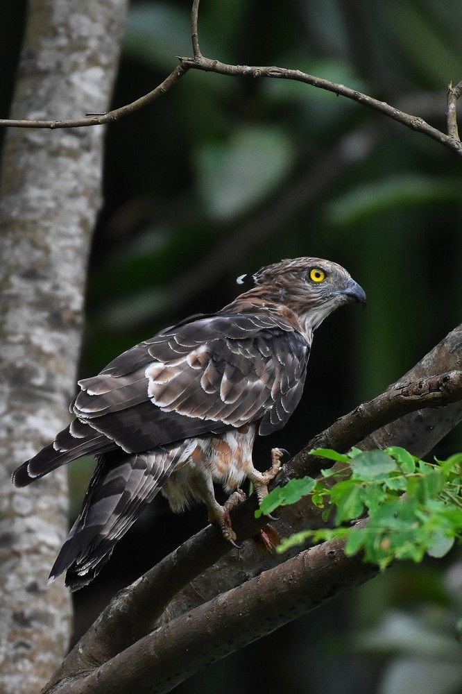 Photograph by Shankha Debnath