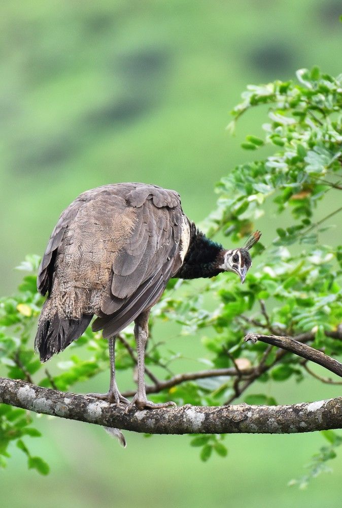 Photograph by Shankha Debnath