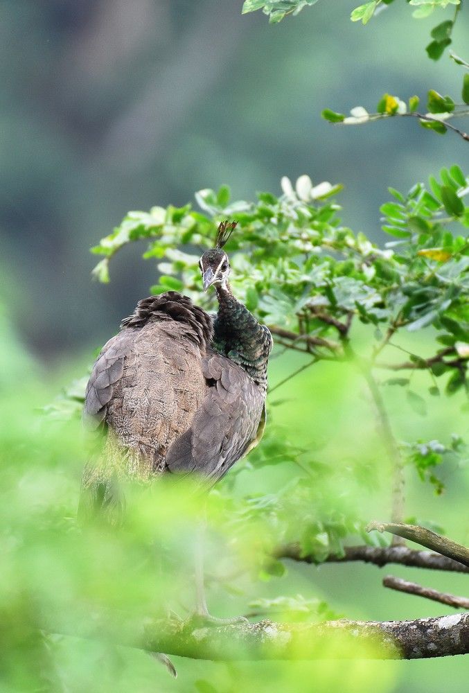 Photograph by Shankha Debnath