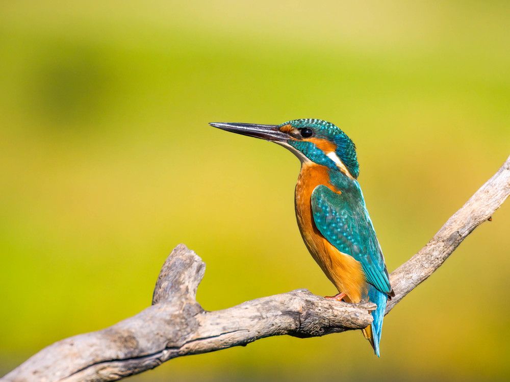 Фотография автора Sebastian Popa