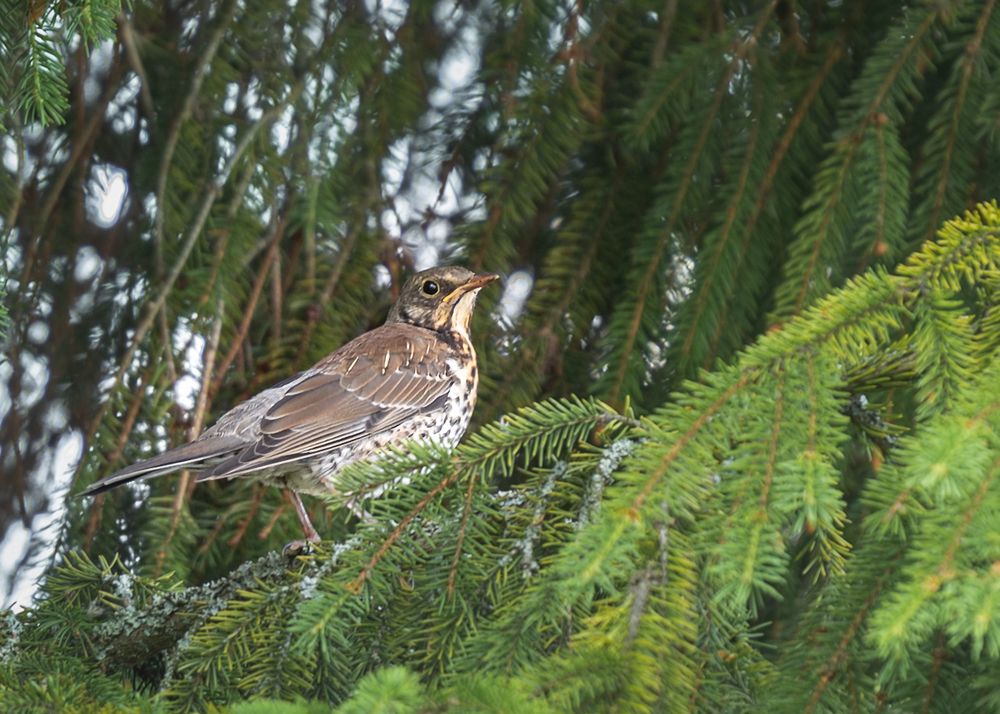 Photograph by Victor Stepanov