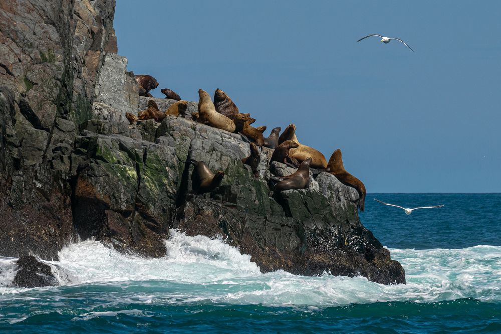 Морской прайд