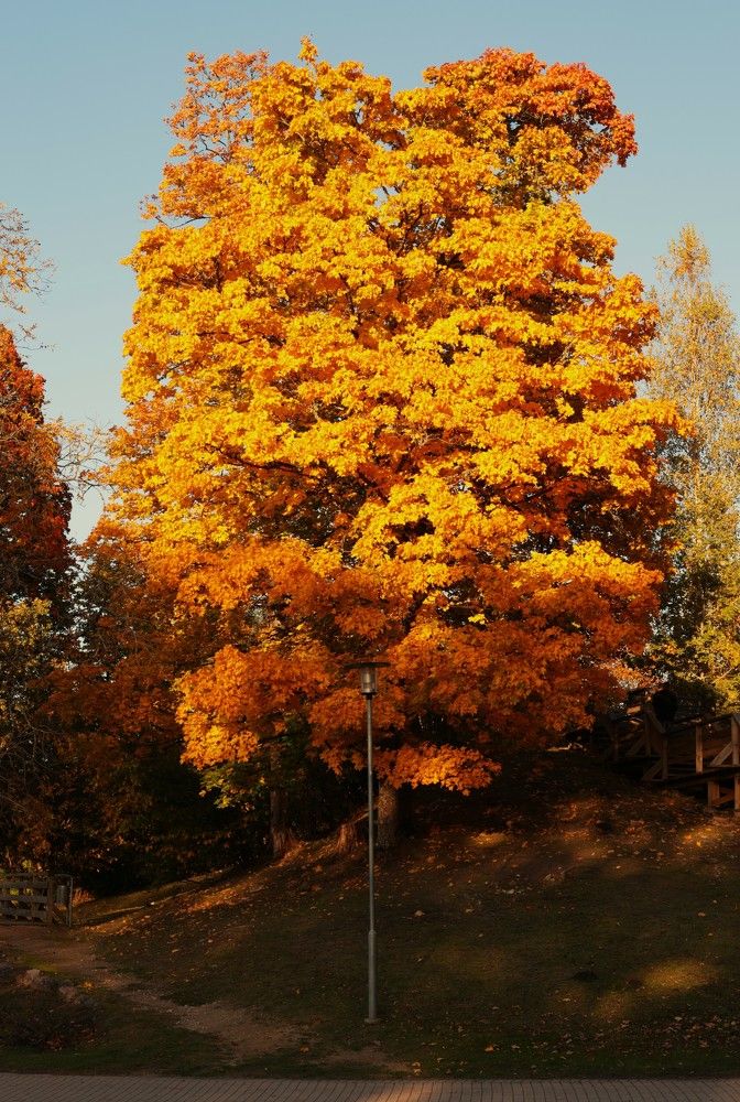 Осенний фонарь