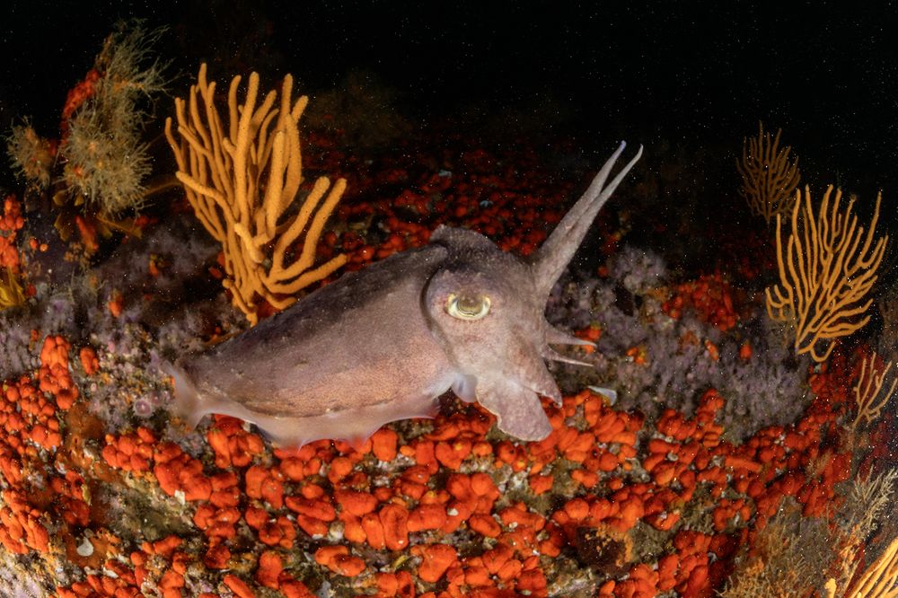 The Chameleon of the Seas