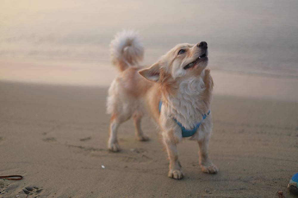 Джерри на пляже