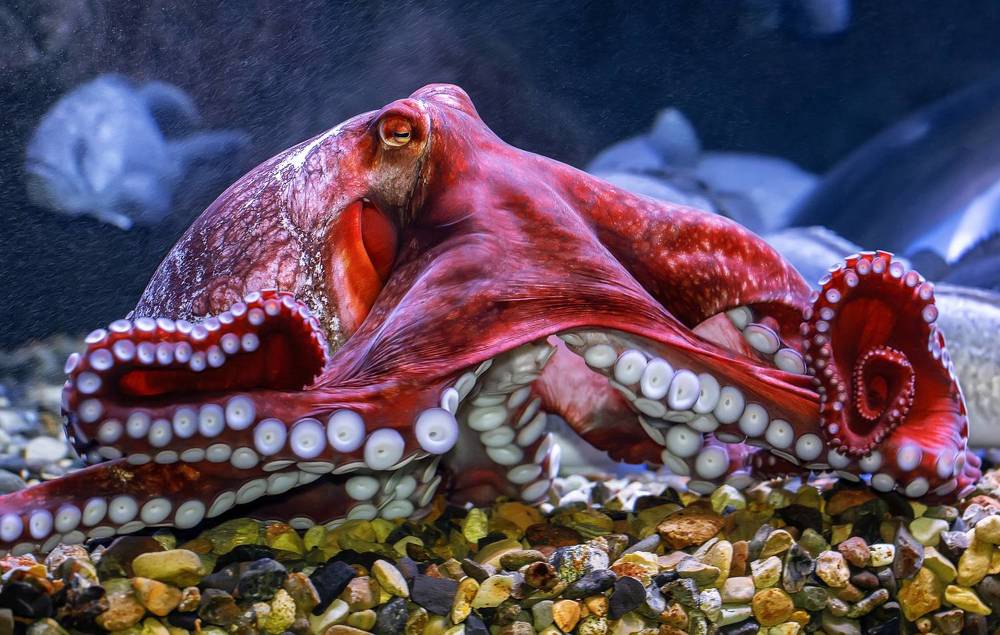 Photograph by Нина Хорева