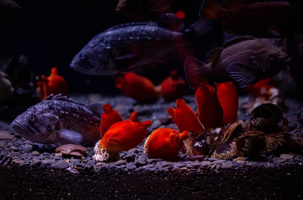 Photograph by Нина Хорева