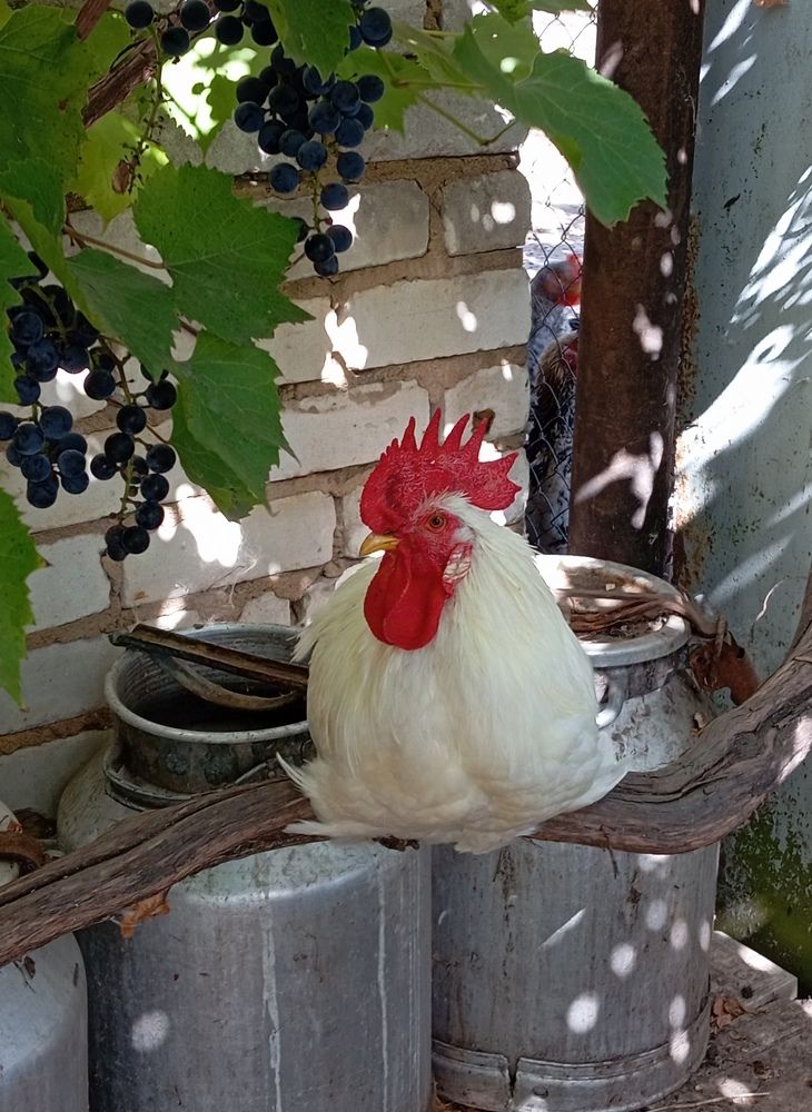 Photograph by Елена Коробченко