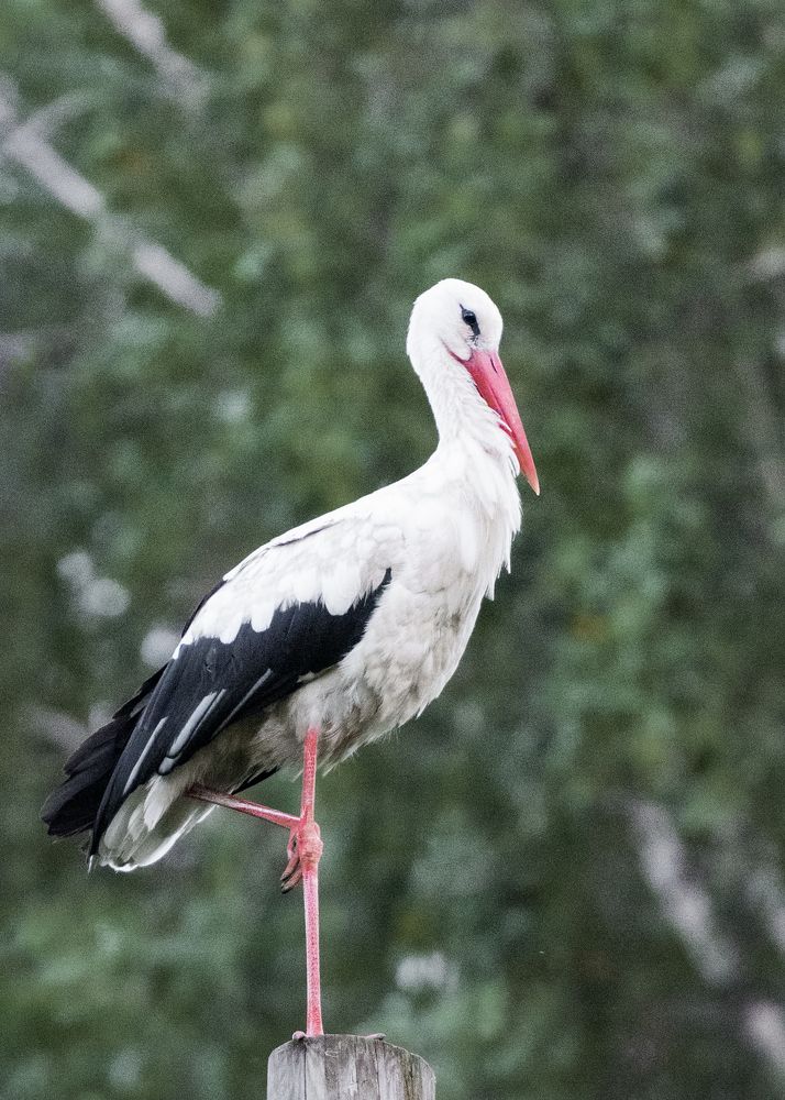 Photograph by Victor Stepanov