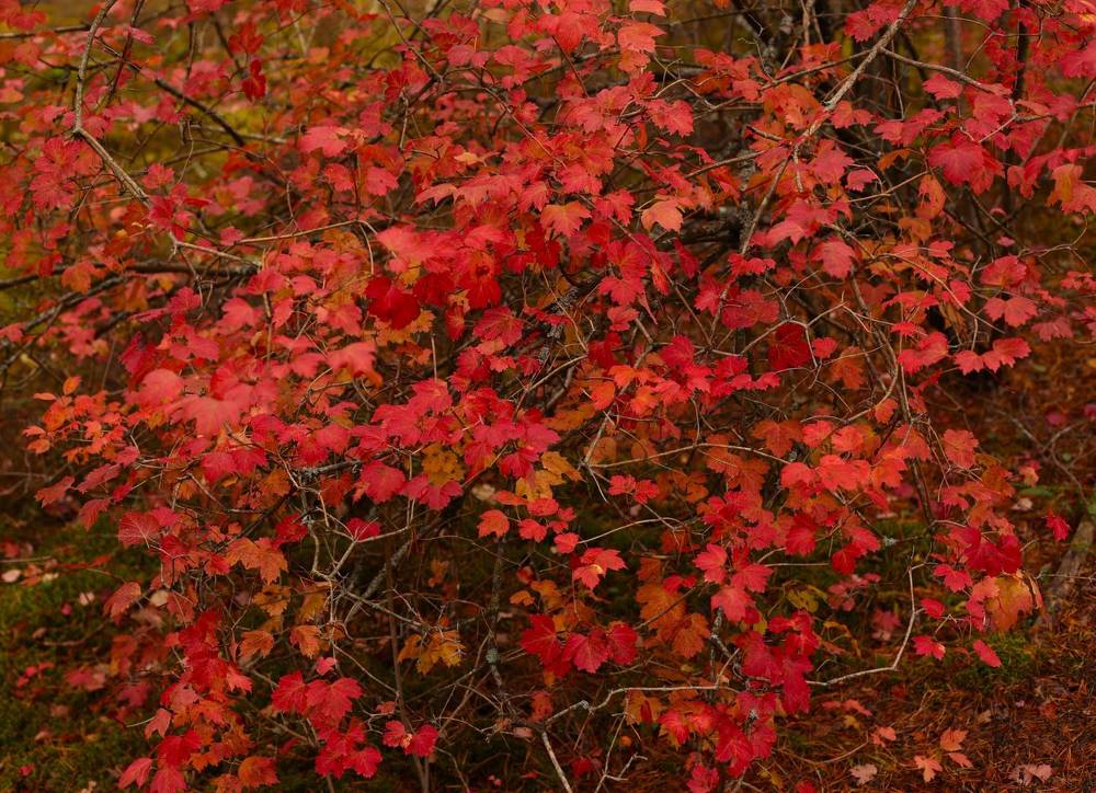 Photograph by Денис Володин