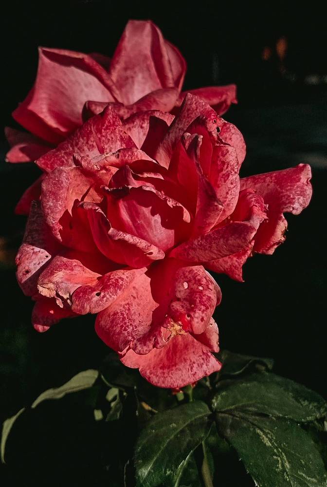 Фотография автора Светлана Алексеева