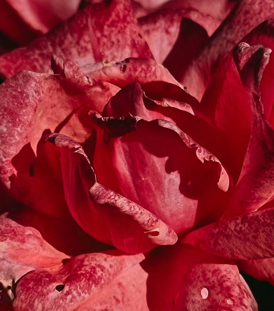 Фотография автора Светлана Алексеева