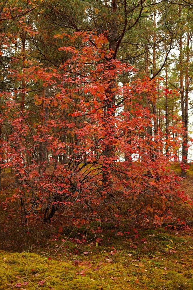 Photograph by Денис Володин