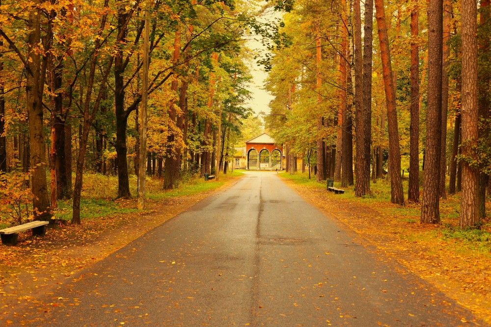 Аллея к старому ипподрому...