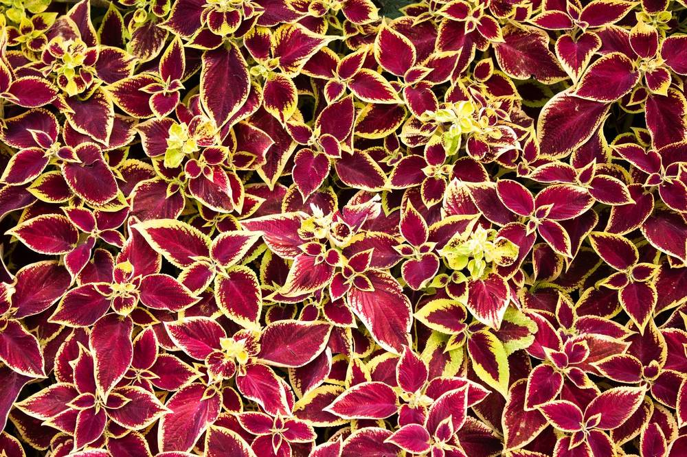 Photograph by Александр Коковихин