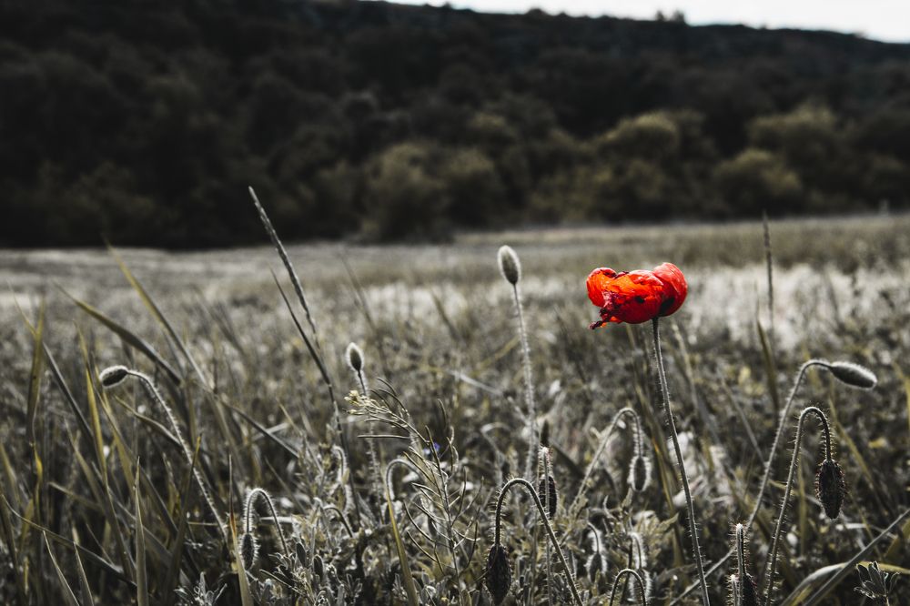 Photograph by Дмитрий Тютюнник