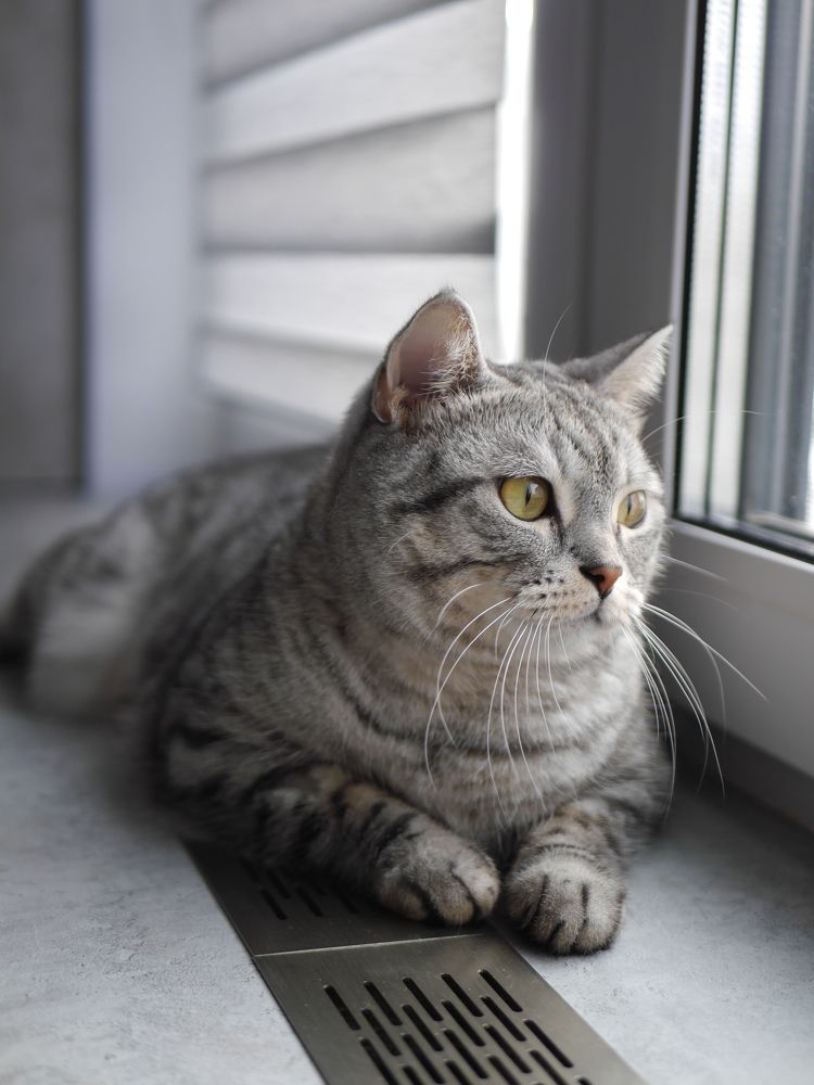 Фотография автора Лариса Хвостова