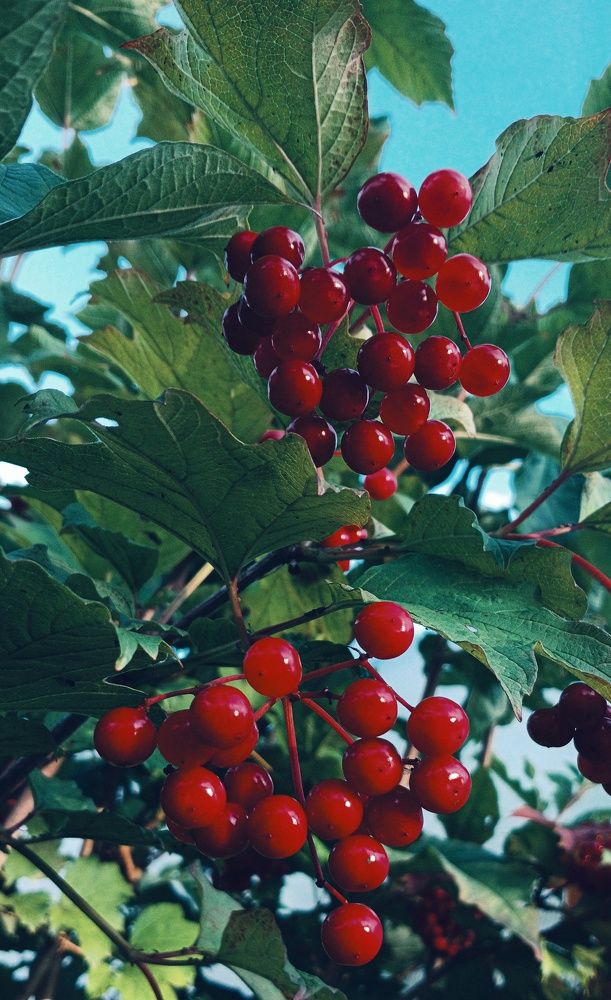 Фотография автора Valerya Vasileva