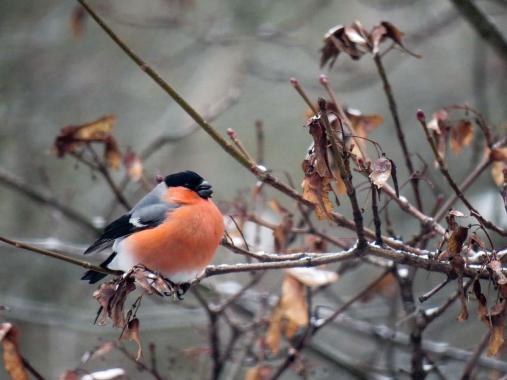 Bullfinch