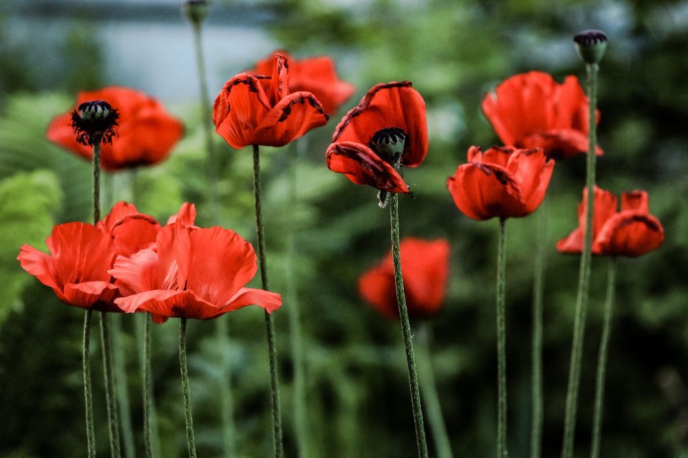 Photograph by Елена Квасова