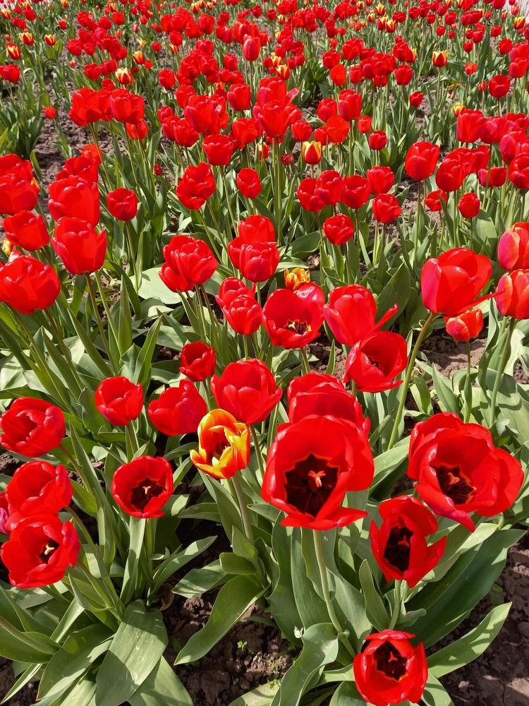 Фотография автора Oksana Podgorodetska