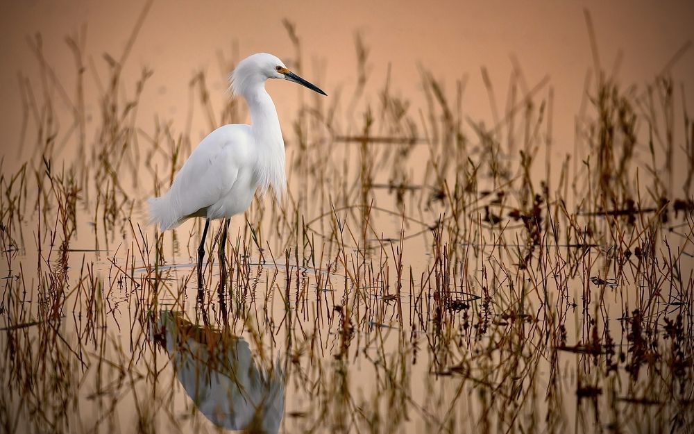 Photograph by Homayoun Tamaddon