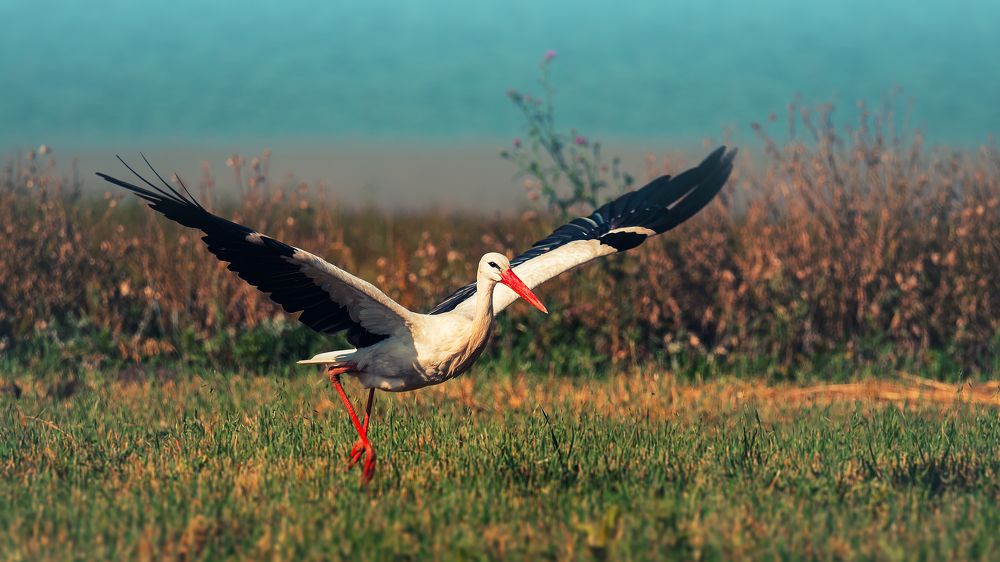 Photograph by TORNIKE PAPKIAURI