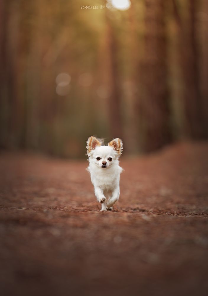 Photograph by Yong Lei van Barlingen