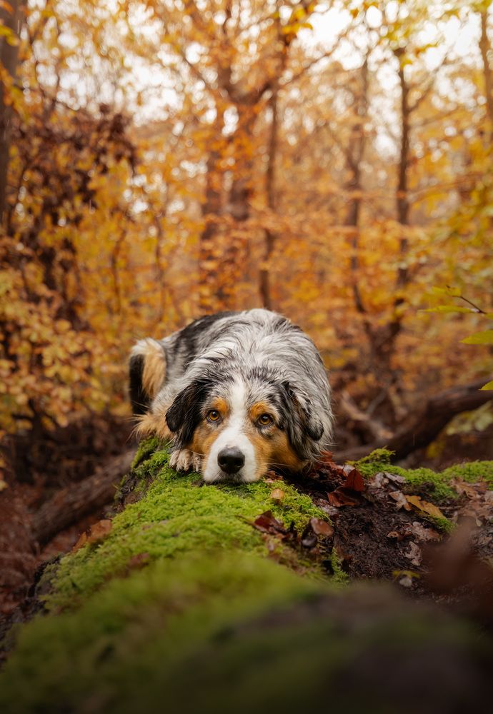 Photograph by Yong Lei van Barlingen